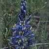 Thumbnail #4 of Camassia leichtlinii by kennedyh