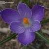 Thumbnail #2 of Crocus vernus by JefeQuicktech