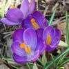 Thumbnail #3 of Crocus vernus by Gindee77