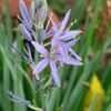 Thumbnail #5 of Camassia leichtlinii by Gerris2