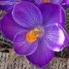 Thumbnail #4 of Crocus vernus by Gindee77