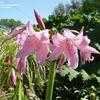 Thumbnail #4 of Crinum x powellii by KMAC