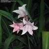 Thumbnail #3 of Crinum x powellii by Wingnut