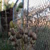 Thumbnail #4 of Ornithogalum saundersiae by marwood0