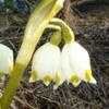 Thumbnail #3 of Leucojum vernum by arsenic