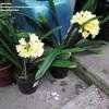 Thumbnail #4 of Clivia miniata by palmbob