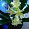 Thumbnail #3 of Clivia miniata by Bug_Girl