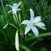 Thumbnail #5 of Crinum x powellii by donnacreation