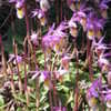 Thumbnail #3 of Calypso bulbosa by greenjay