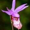 Thumbnail #1 of Calypso bulbosa by momshu