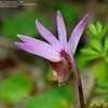 Thumbnail #4 of Calypso bulbosa by GardenGuyKin