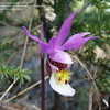 Thumbnail #5 of Calypso bulbosa by Grasmussen