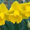 Thumbnail #4 of Narcissus  by Gardening_Jim