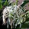 Thumbnail #2 of Crinum asiaticum by onalee