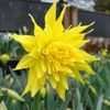 Thumbnail #2 of Narcissus  by kniphofia