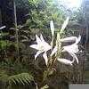 Thumbnail #2 of Lilium candidum by Baa