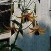 Thumbnail #2 of Lilium canadense by handhelpers