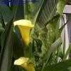 Thumbnail #1 of Zantedeschia elliottiana by Badseed