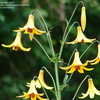 Thumbnail #4 of Lilium canadense by kniphofia