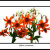 Thumbnail #5 of Lilium canadense by Abby44