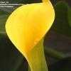 Thumbnail #5 of Zantedeschia elliottiana by Clare_CA