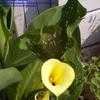 Thumbnail #2 of Zantedeschia elliottiana by Badseed