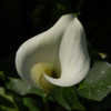 Thumbnail #1 of Zantedeschia albomaculata by growin