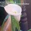 Thumbnail #3 of Zantedeschia albomaculata by makshi