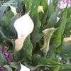 Thumbnail #5 of Zantedeschia albomaculata by Gindee77