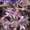 Thumbnail #5 of Tulbaghia violacea by booboo1410