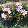 Thumbnail #2 of Zephyranthes grandiflora by dave