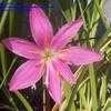 Thumbnail #4 of Zephyranthes grandiflora by Badseed