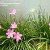 Thumbnail #5 of Zephyranthes grandiflora by Sansanee