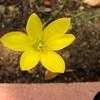 Thumbnail #3 of Zephyranthes citrina by htop