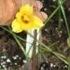Thumbnail #4 of Habranthus tubispathus by aprilwillis