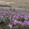 Thumbnail #5 of Colchicum autumnale by sazji