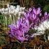 Thumbnail #3 of Colchicum autumnale by Howard_C