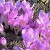 Thumbnail #2 of Colchicum autumnale by daryl