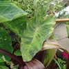 Thumbnail #3 of Colocasia esculenta by Clare_CA