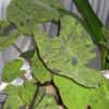 Thumbnail #5 of Colocasia esculenta by keonikale