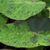 Thumbnail #4 of Colocasia esculenta by DaylilySLP