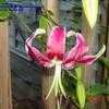 Thumbnail #1 of Lilium speciosum var. rubrum by carolann