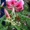 Thumbnail #5 of Lilium speciosum var. rubrum by mosquitoflats