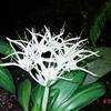 Thumbnail #1 of Hymenocallis speciosa by Evert