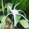 Thumbnail #2 of Hymenocallis speciosa by Dinu