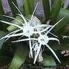 Thumbnail #3 of Hymenocallis speciosa by Dinu