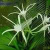 Thumbnail #4 of Hymenocallis speciosa by Evert