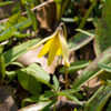 Thumbnail #3 of Erythronium rostratum by bigcityal