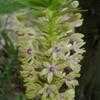 Thumbnail #4 of Eucomis comosa by gumlla