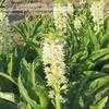 Thumbnail #5 of Eucomis comosa by buggycrazy